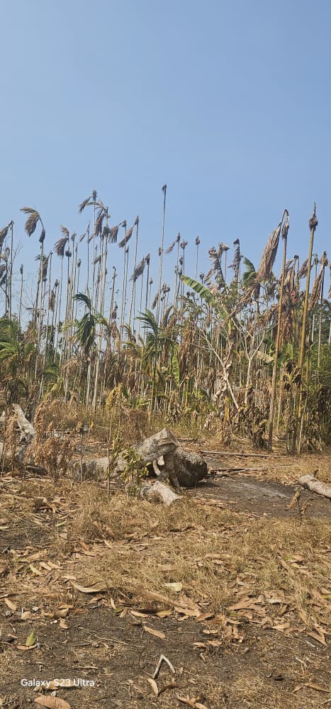 Ramu river drying up